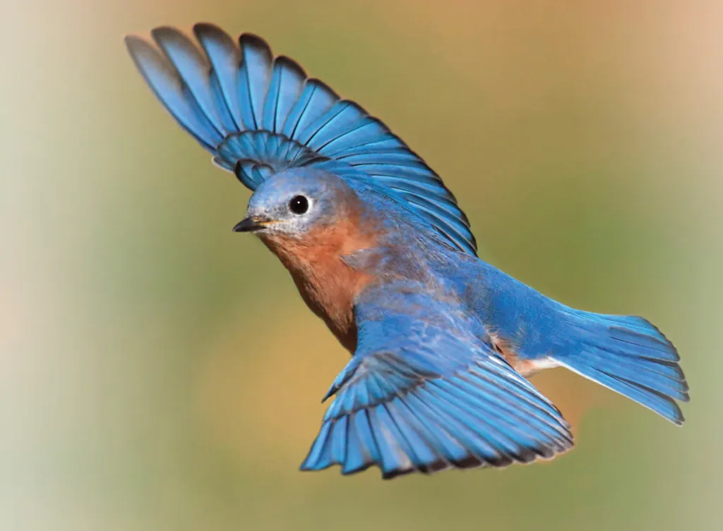 Naturevolution